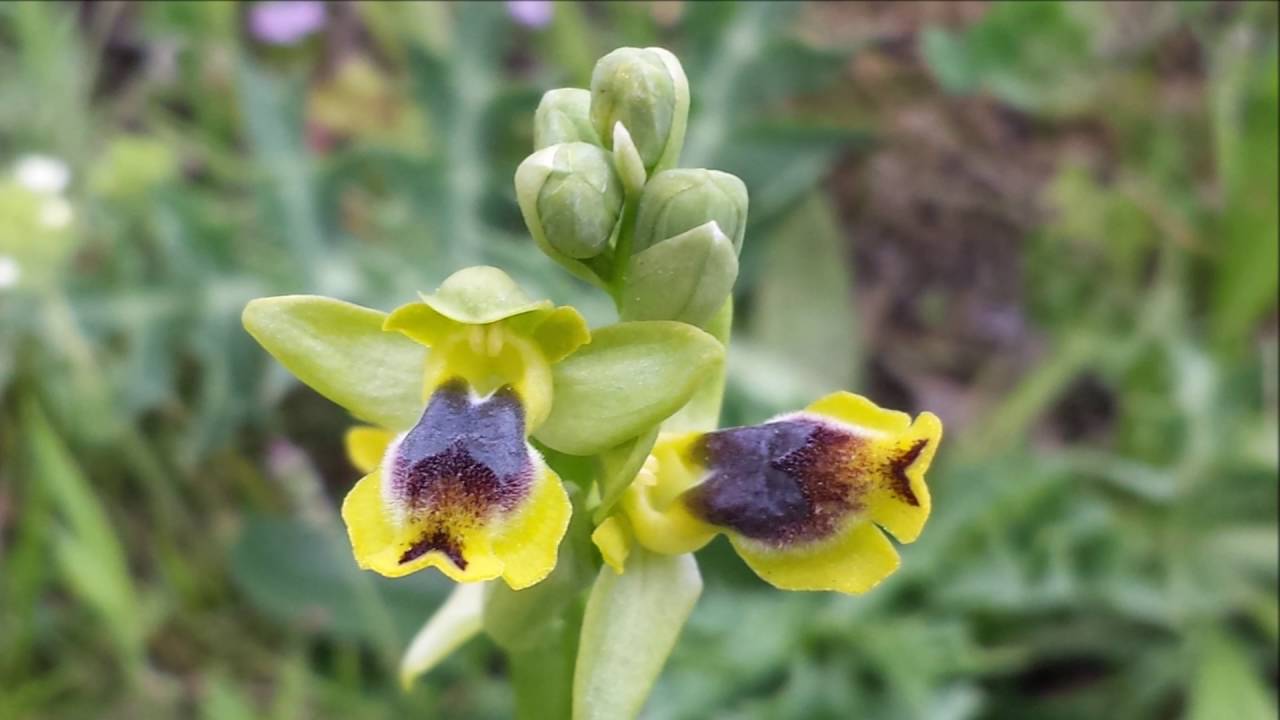 Orchidee spontanee della Montagna Ganzaria - 2 giugno 2016