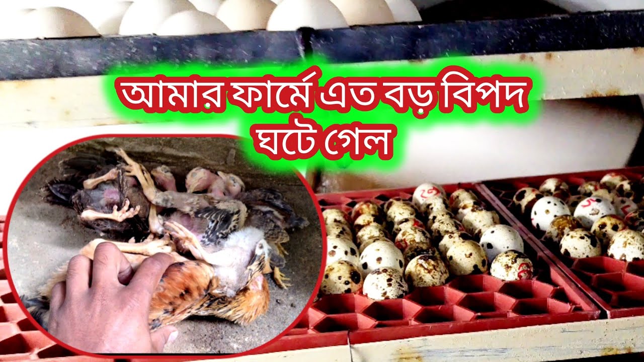 আমার ফার্মে একের পর এক বি প দ 🥲