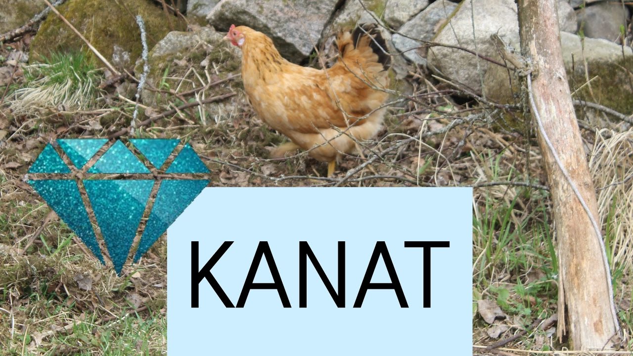 Kanojen päivää❤