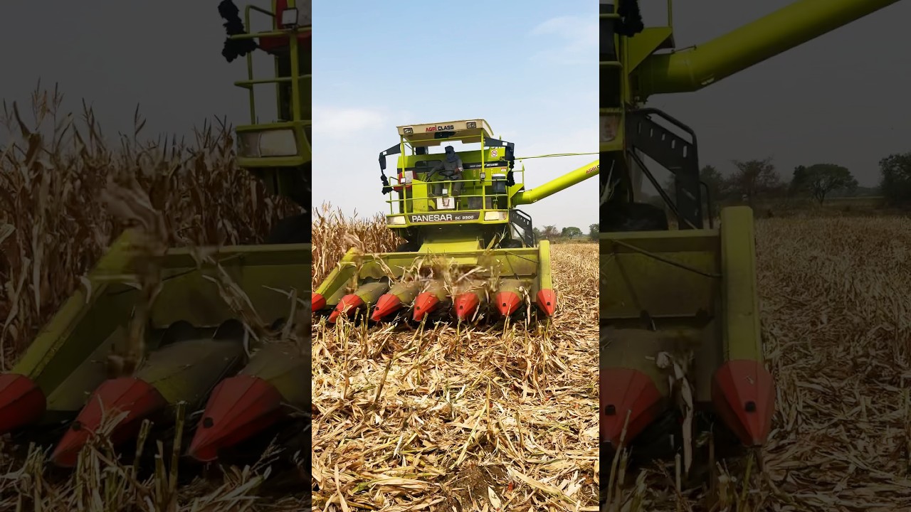PANESAR SC 9500 Corn 🌽￼🌽Harvester 