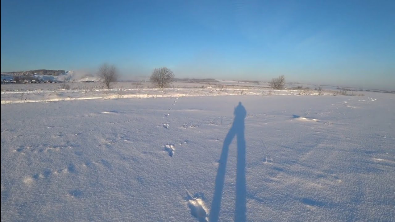 Охота на зайца в Ленинградской области,  сезон 2024-2025.#2