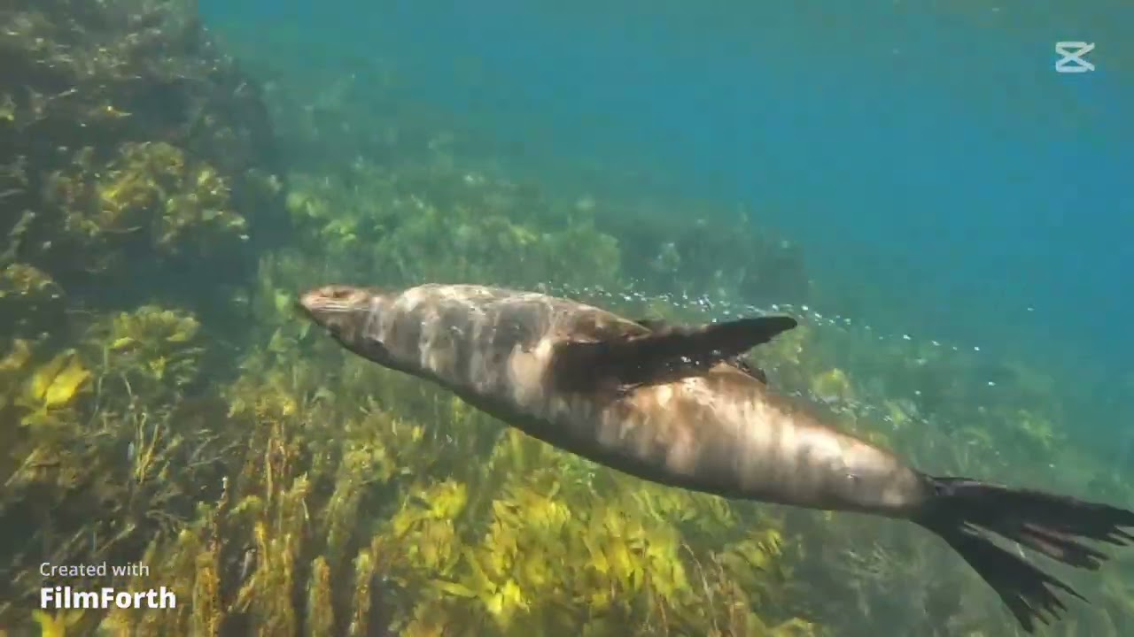 Kekeno Seals at Moutohora (Whale Island) with Diveworks Charters
