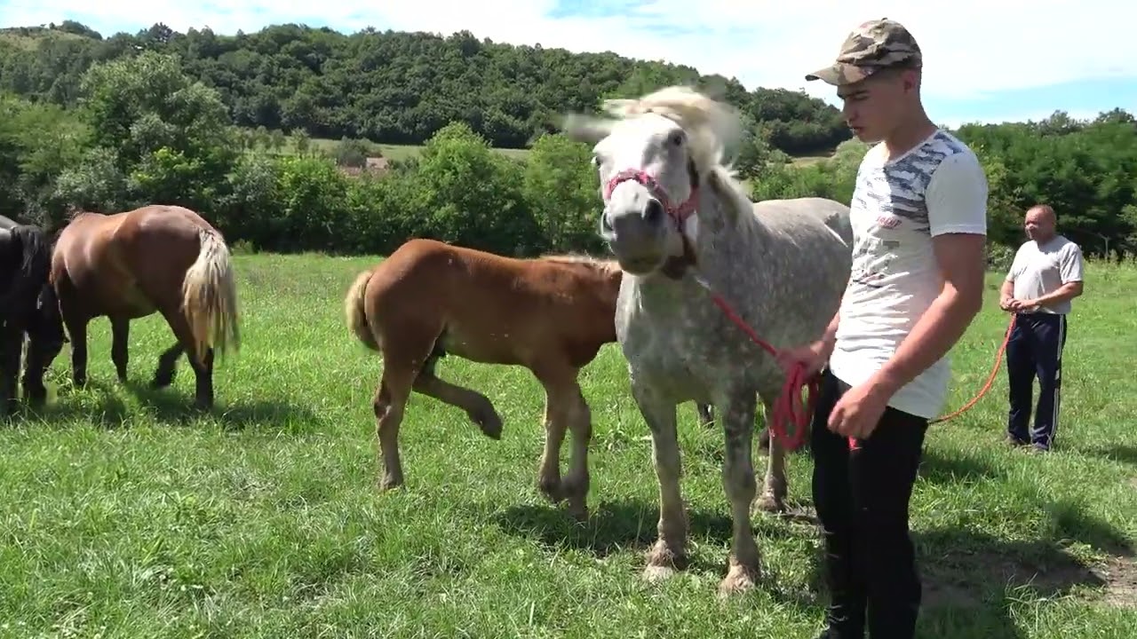 Caii lui Marius de la Tamasa, Salaj 28 Iulie 2023 Nou!!!