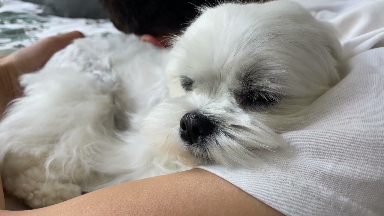 MALTESE DOGS ARE FUNNY WHEN YOU TRY TO HUG THEM ❤️