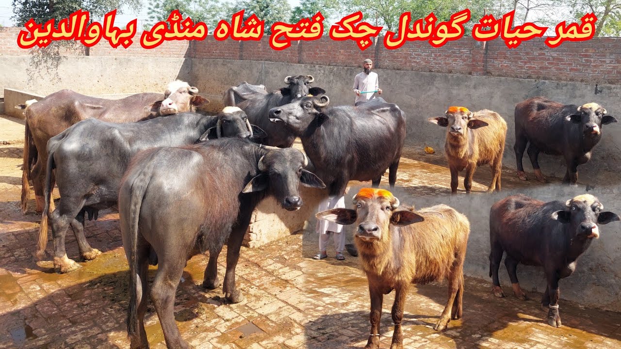 قمر حیات گوندل چک فتح شاہ منڈی بہاوالدین 5 بھینسیں 2 جھوٹیاں برائے فروخت 13 مارچ2026 karnana channel