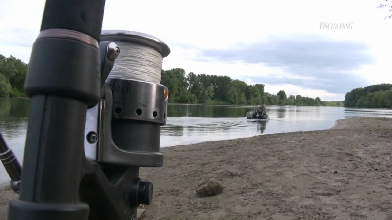 Welsangeln im Rhein - Taktiken, Strategien und Tipps (Patrick Göbel unterwegs mit Fisch und Fang)