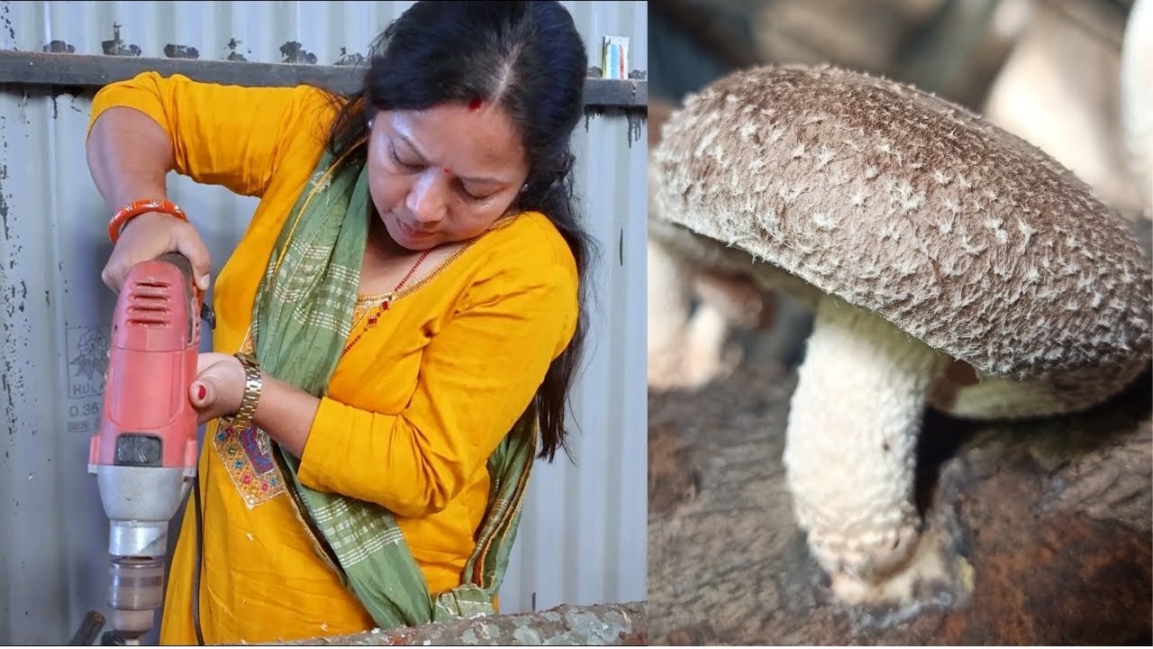 Shiitake Mushroom Cultivation Training 2024