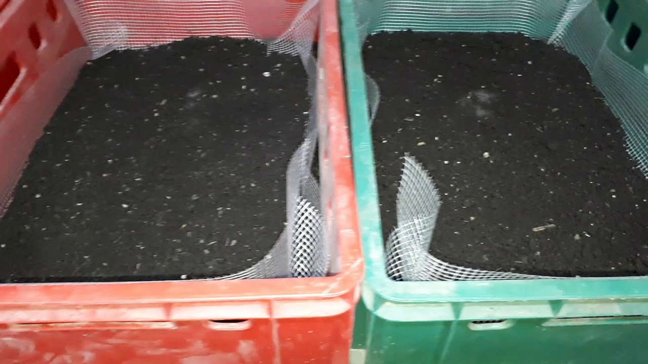 Проблемы с червем при выращивании. Что делать? Первая помощь для червя.