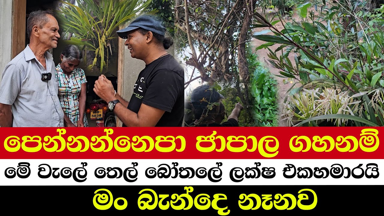 පෙන්නන්නෙපා ජාපාල ගහනම් | මේ  බලංගොඩ විතරක් තියෙන දුහුඳු වැල් | ඒකෙ තෙල් බෝතලේ ලක්ෂ එකහමාරයි