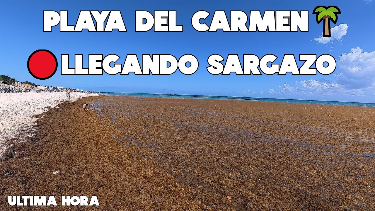 Playa Del Carmen Ahora Mismo🔴Sargazo Excesivo 5 Marzo 2026
