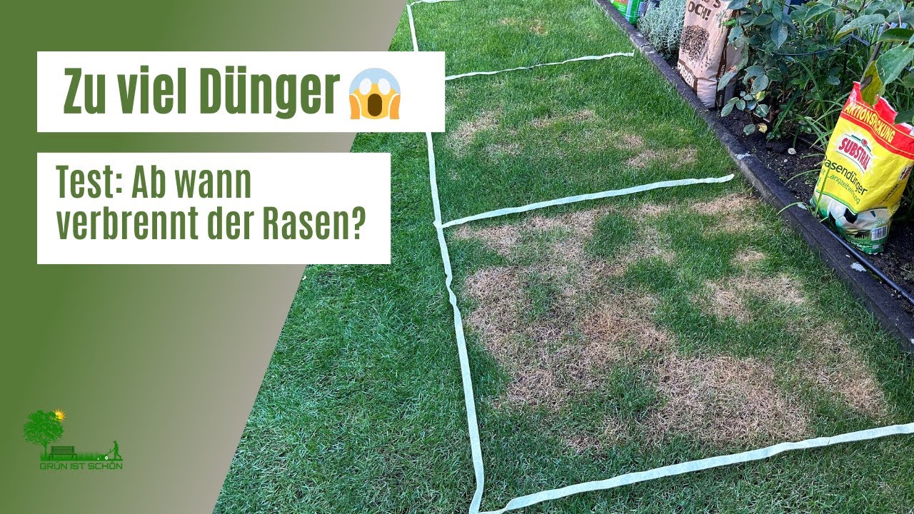 Zu viel Rasendünger 😱 | Rasen verbrannt | Wieviel Dünger verträgt der Rasen | Test der Düngerarten