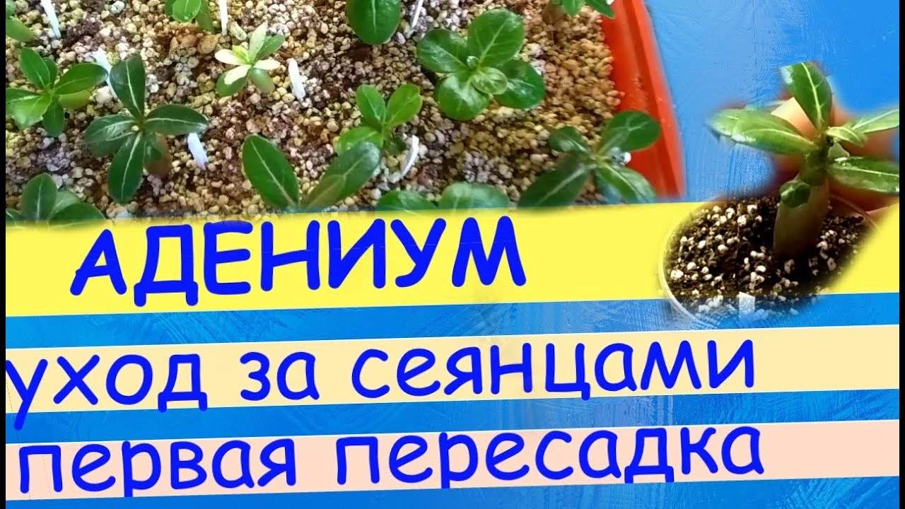 Адениум: уход за сеянцами, первая пересадка.