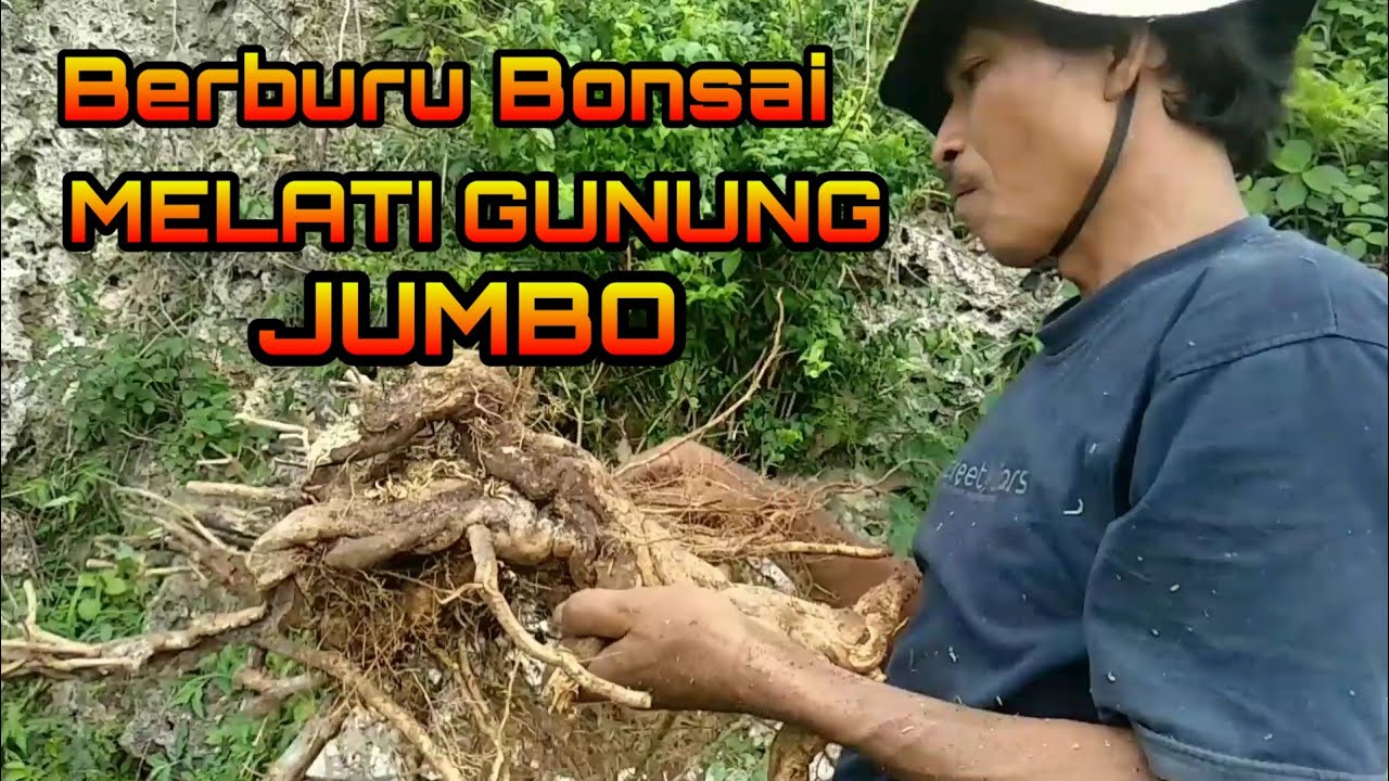 Berburu Bonsai Melati Gunung Super Jumbo