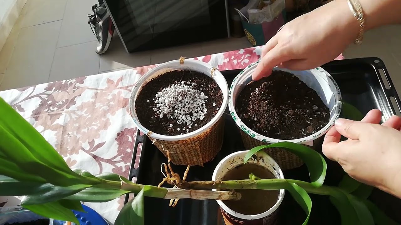Dendrobium Nobile Bambu Orkide Çoğaltma ve Fide Ekimi