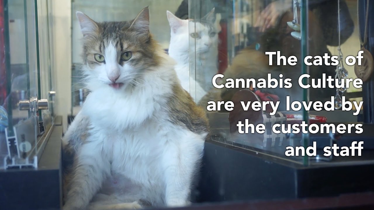 The Cats of Cannabis Culture