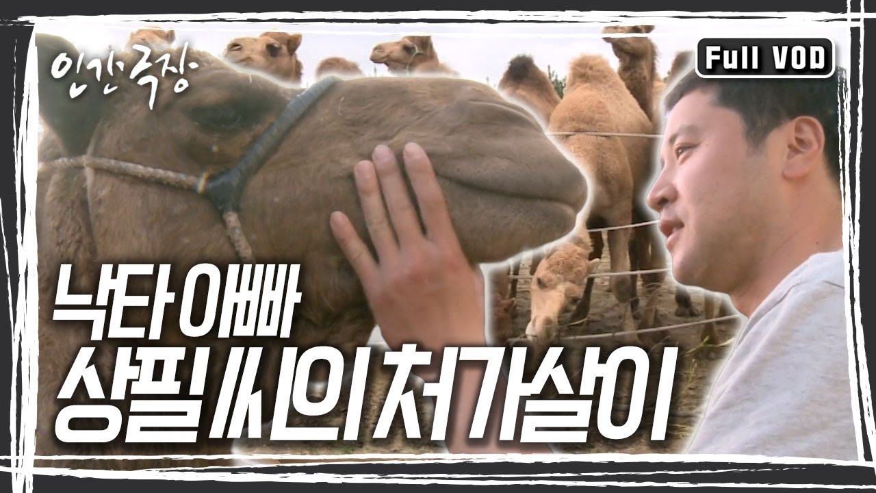 꽃 피는 봄을 맞이한 낙타 농장엔 세 마리 새끼낙타가 줄줄이 탄생하는 겹경사가 찾아왔다. 처가살이 4년 차, 낙타 아빠 상필 씨의 아주 색다른 귀농일기 [인간극장] KBS 방송