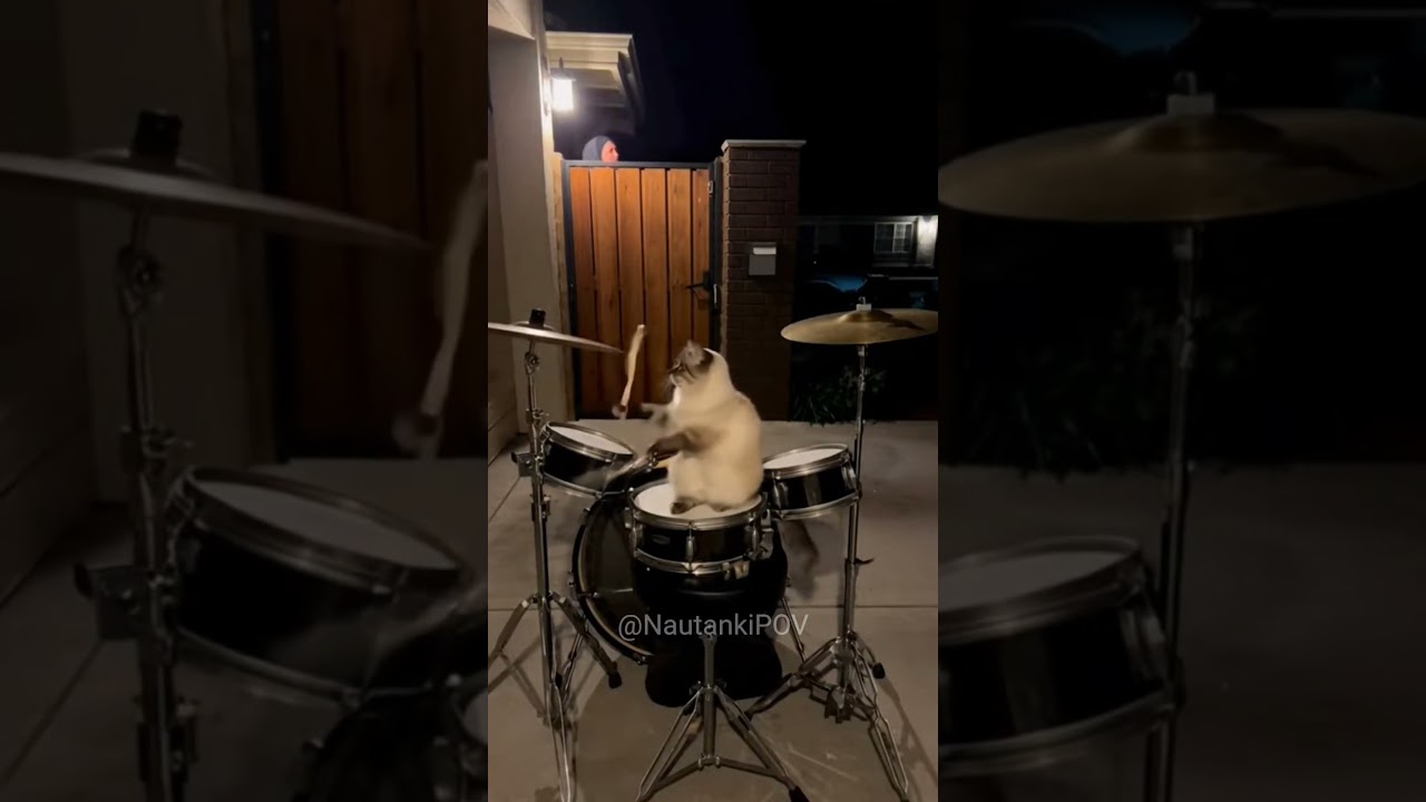 Due to this Cat, Neighbours Hates Us 😭💔 