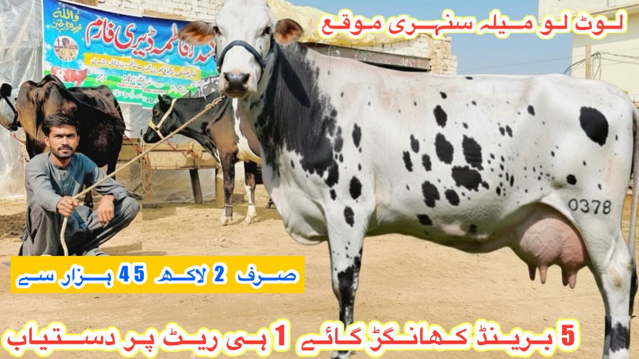 Fatima Dairy Farm | Top Class Jersey Khangar Cows | Cholistani Fresian Cows | 5 February 2026