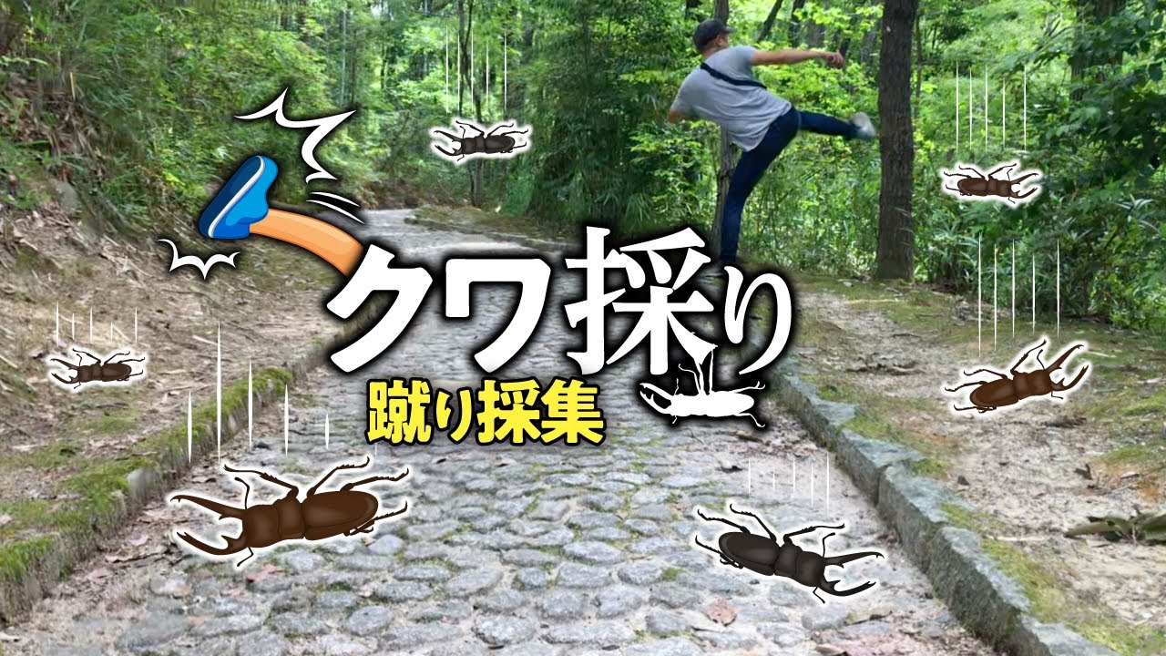 クワガタ採集｜蹴れば蹴るほど落ちてくる！笑いが止まらない