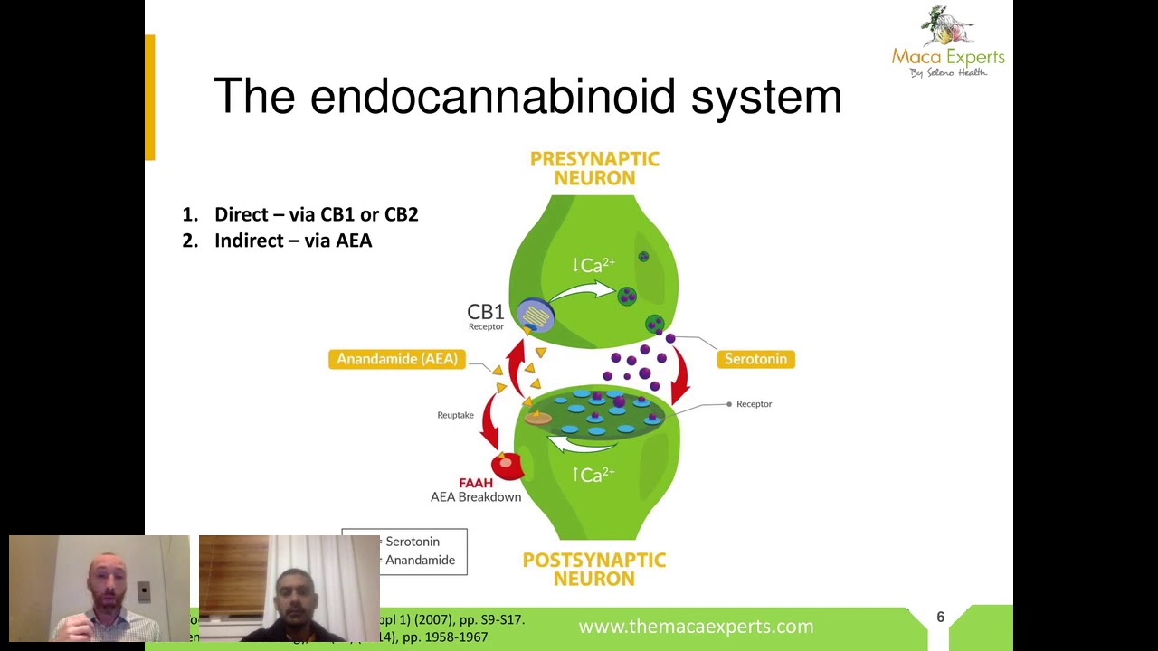 The Entourage Effect &ndash; How Cannabinoids and Terpenes Can Create Blissful Synergy
