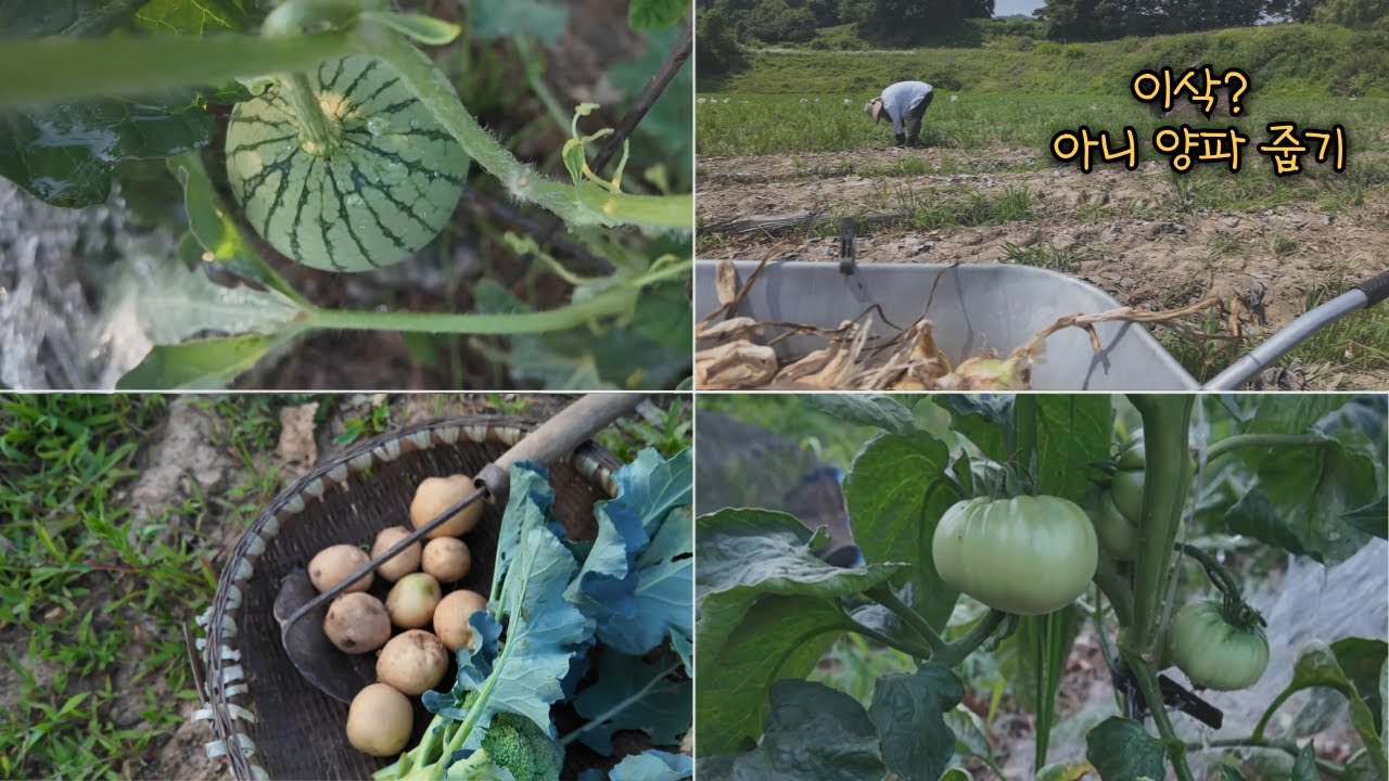 Начать войну с водой в безводном саду? / Собираем лук с соседского поля