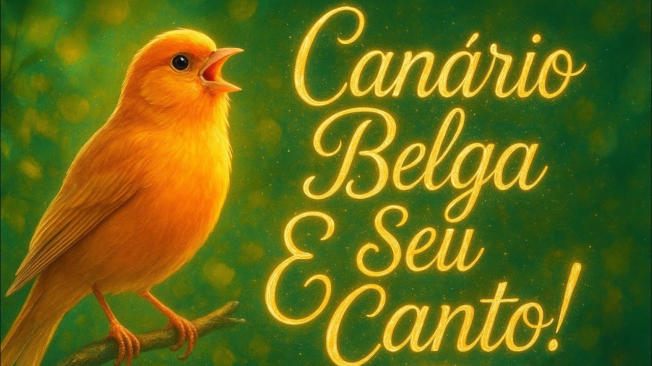 CANÁRIO BELGA E SEU CANTO! BELGIAN CANARY AND ITS SONG!