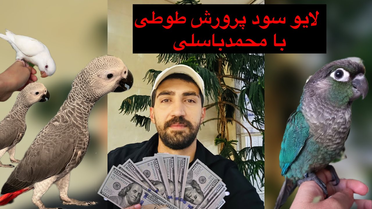 درباره درآمد و سود پرورش طوطی سانان با محمدباسلی