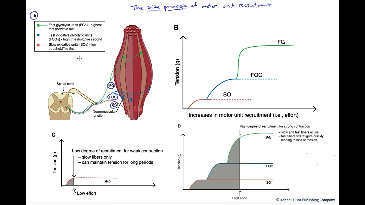Size principle of motor unit recruitment
