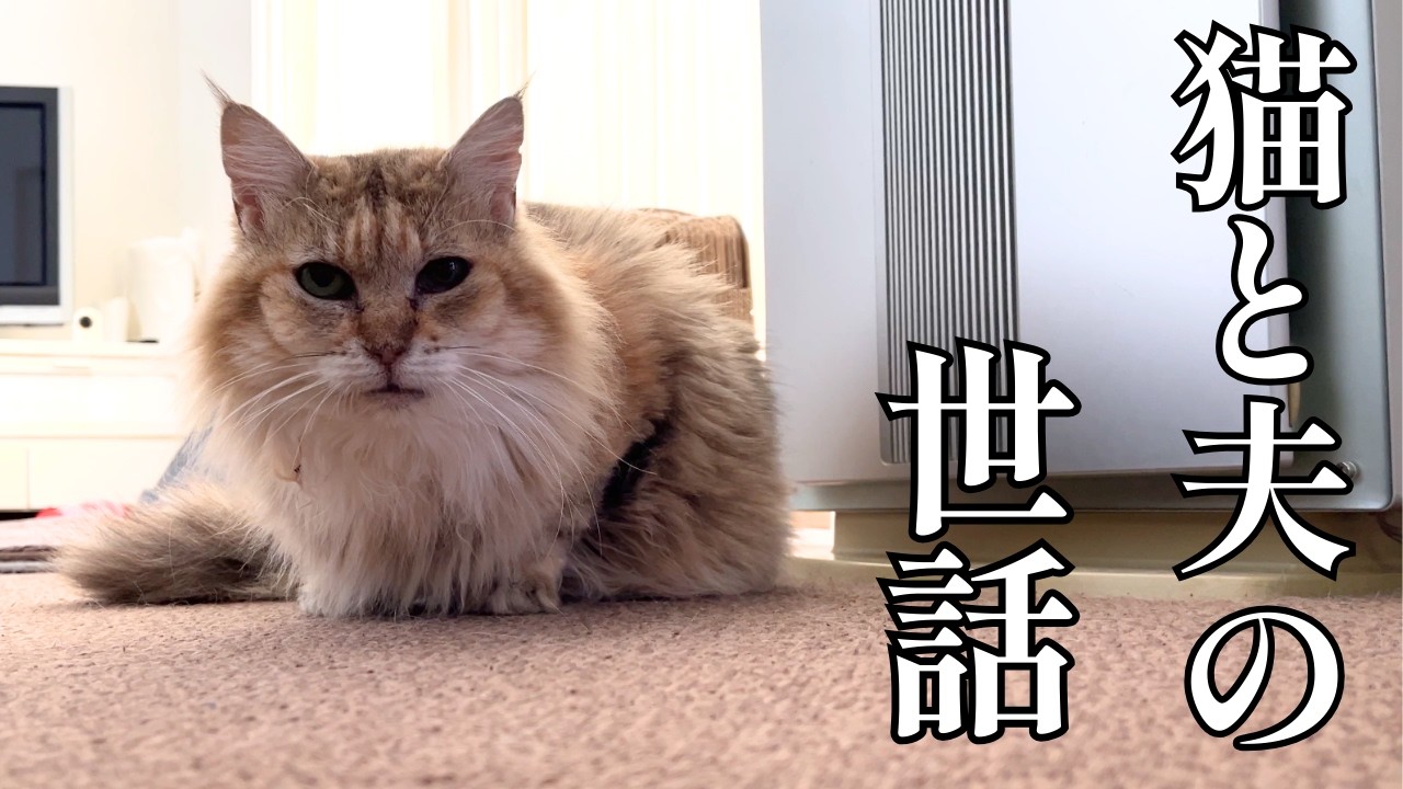 【愛猫との別れ】裏で起こっていたことお話します