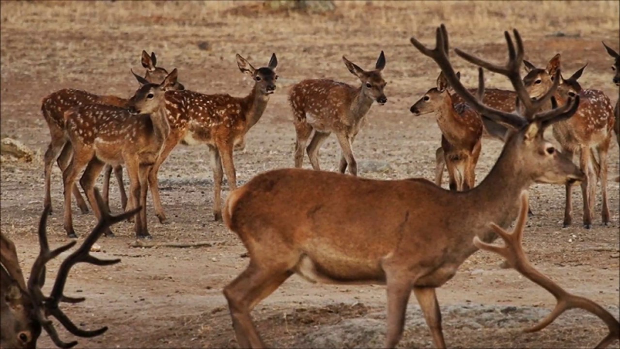 Finca caza mayor Cáceres APIRESECO R15 1050