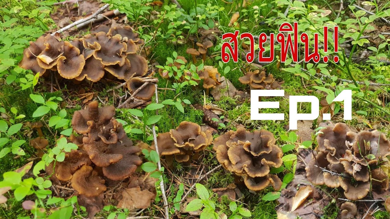 เก็บเห็ดดำสวยฟิน(Ep.1) Trattkantareller, มีแต่ดอกงามๆ9/9/23