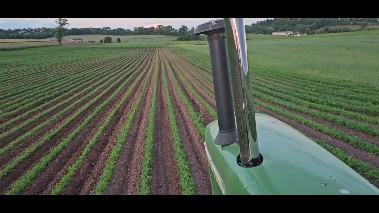 cultivating organic soybeans