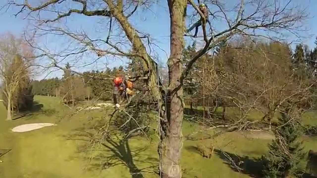 Schnitt einer großen Eiche