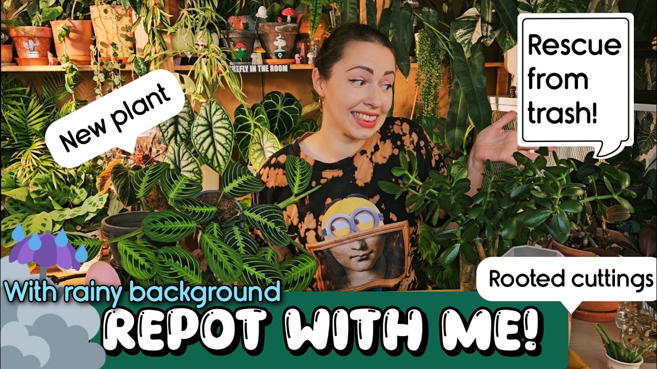 🌧 Cozy rainy repotting session ☔️🌿 Let's repot my cuttings and new plants 🍃