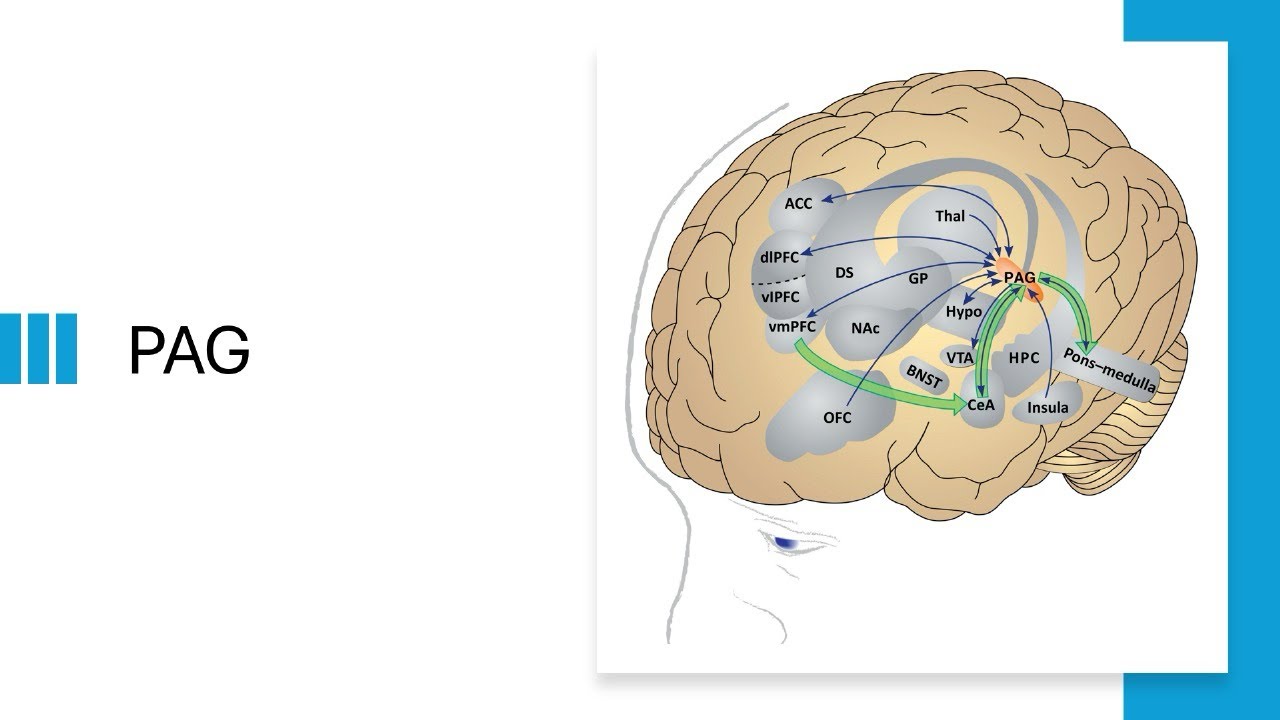 Trailer Premiere | Functional Neuroanatomy of the Periaqueductal Gray (PAG) I Dr Rezaul Hamid