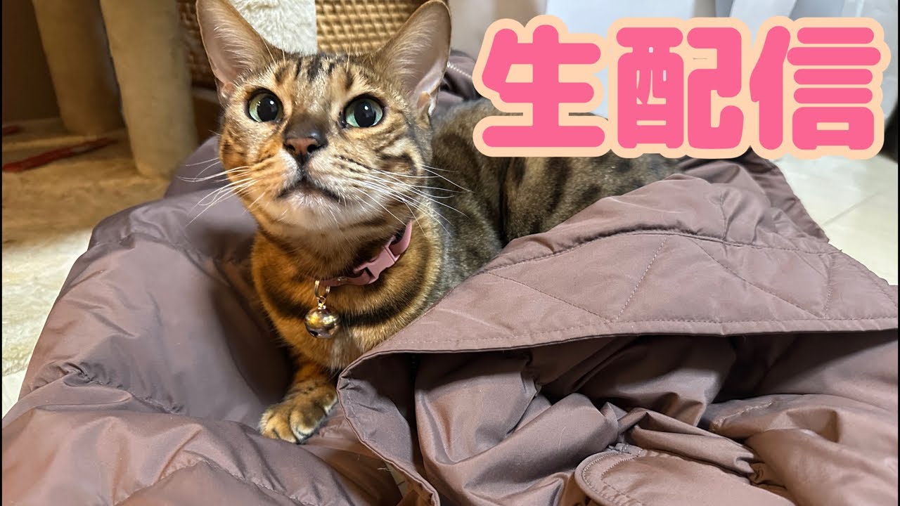【生配信2/26】猫部屋からほっこり猫配信