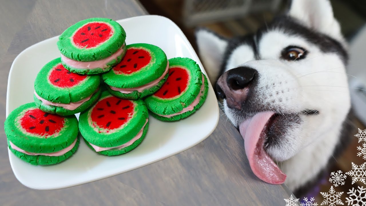 Watermelon Macarons For Dogs | DIY Dog Treats