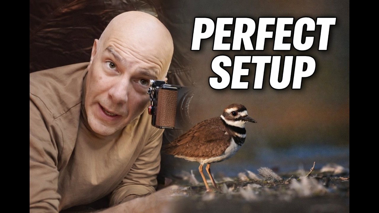 SHOREBIRDS – WILDLIFE PHOTOGRAPHY | Quiet Evening Observation