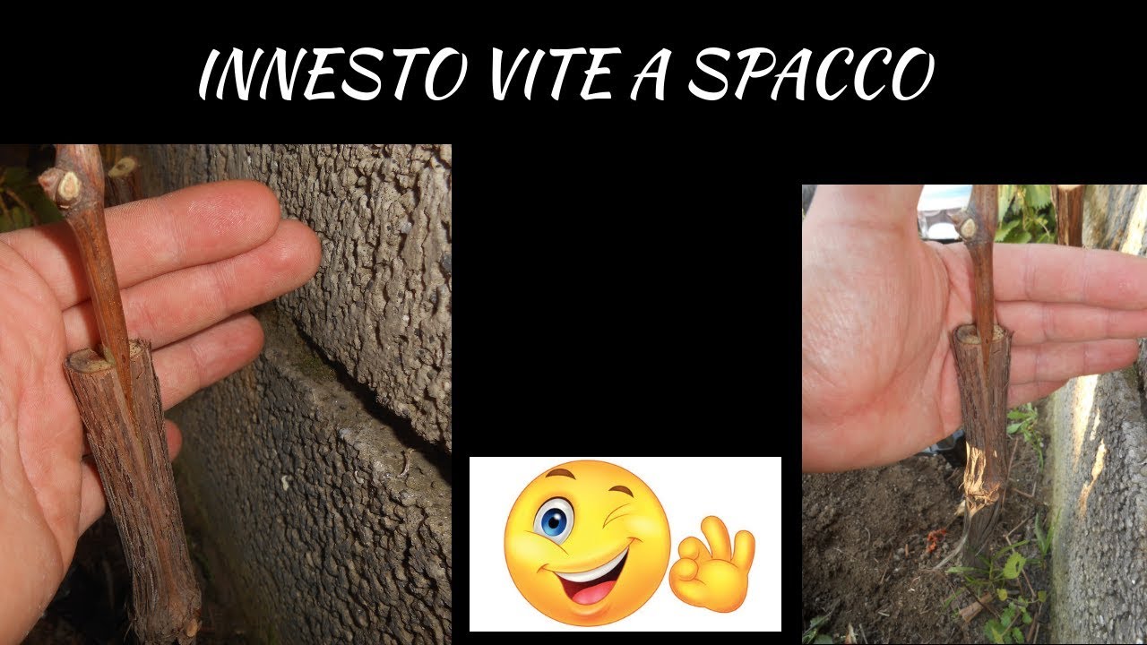 Innesto vite a spacco