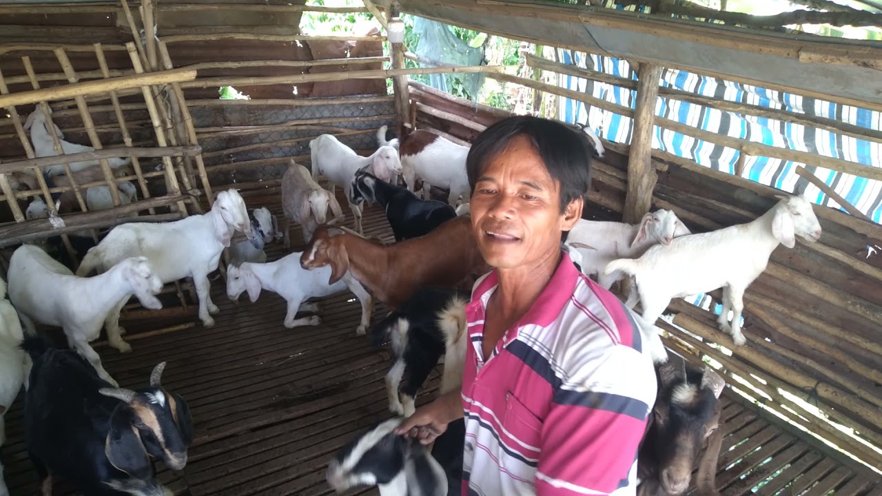 dê con mới sinh 3 ngày tiêm thuốc  gì - ù sáng nuôi dê