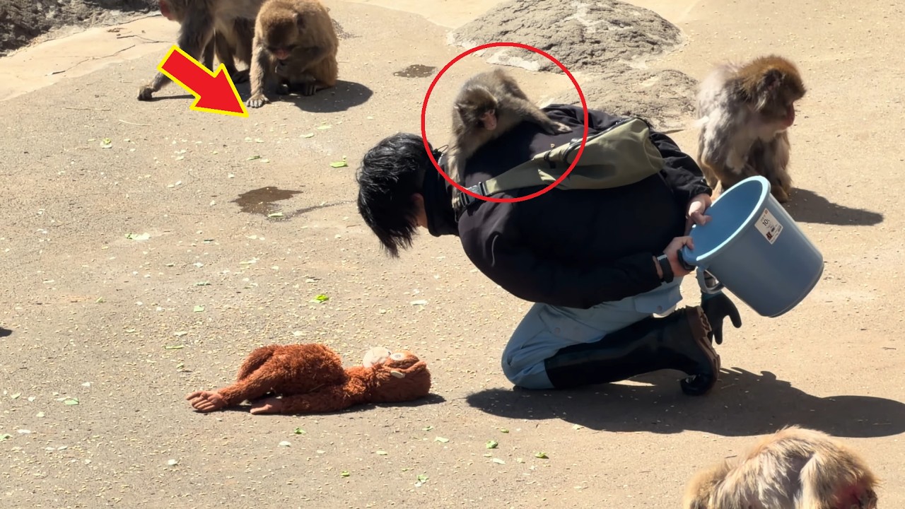 Punch Clung to His Zookeeper Dads Like They Were All He Had | Emotional Monkey Story