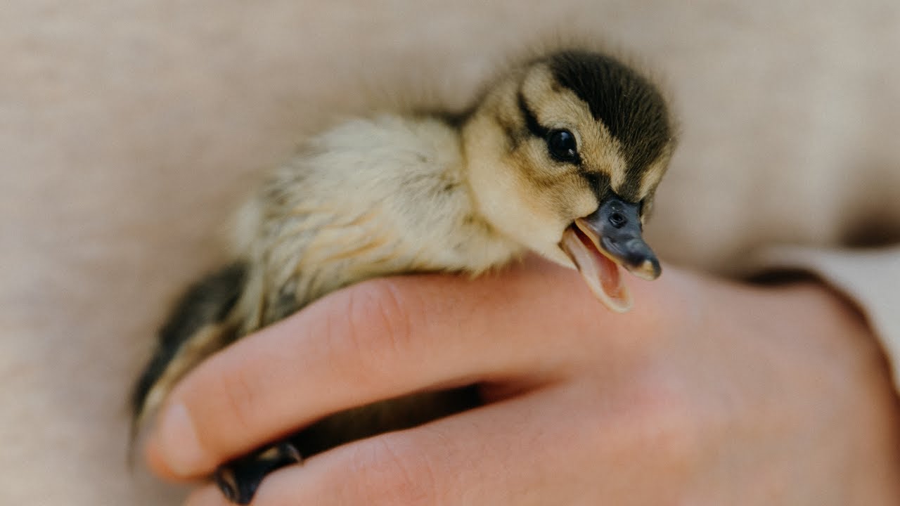Rescuing an Abandoned Baby Mallard Duck