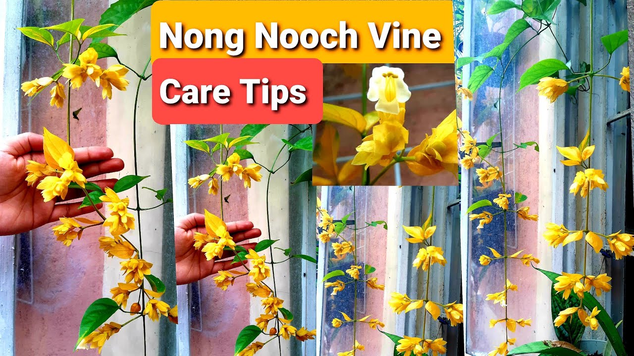 Nong Nooch Vine, Golden / Yellow Garland Care Guide & Tips