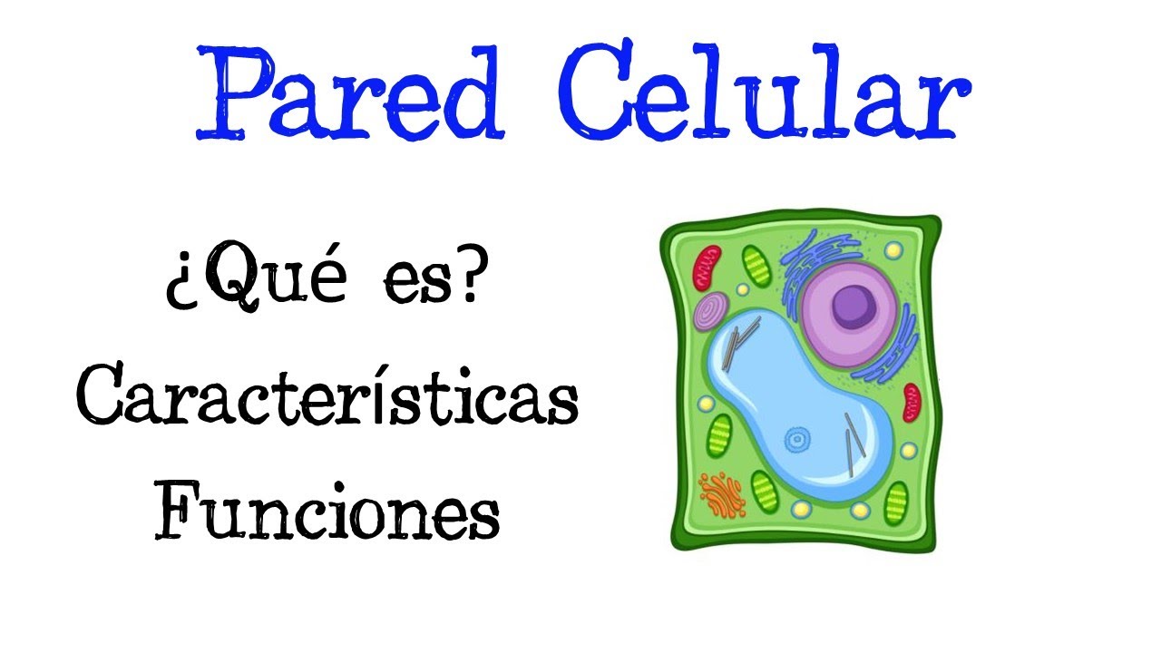 🌐 &iquest;Qu&eacute; es la Pared Celular? 💥 Funciones [F&aacute;cil y R&aacute;pido] | BIOLOG&Iacute;A |