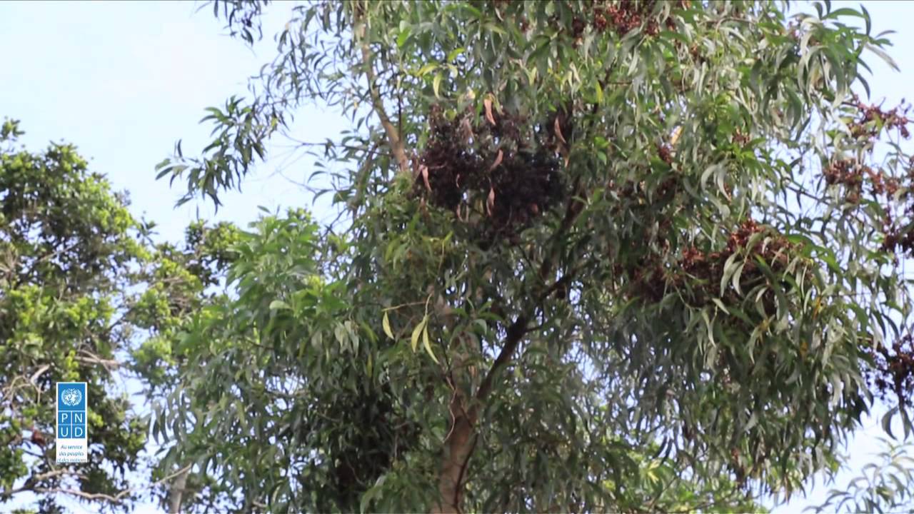Les Acacias pour protéger l'environnement