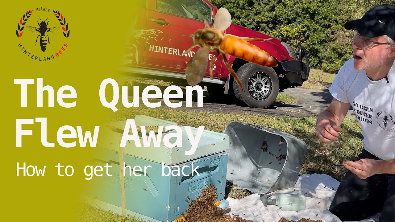 The Queen Escaped! - see how to get her back.