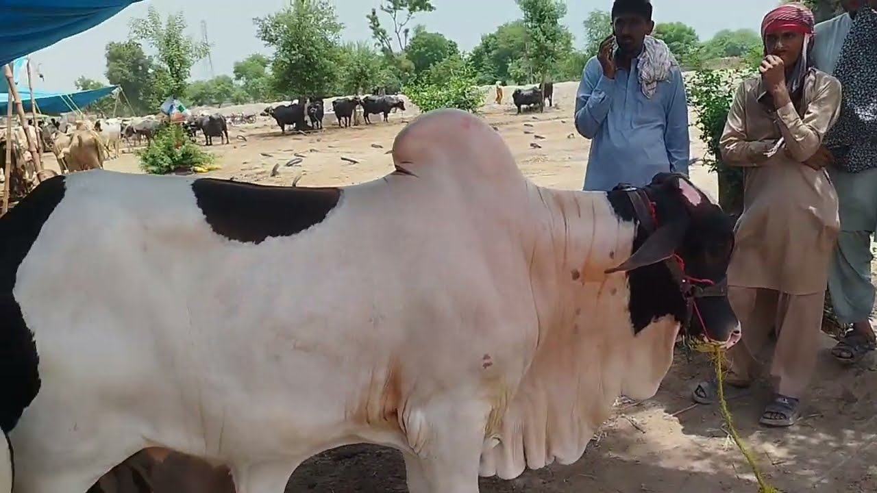 Shakwan mandi update 13-07-2025
