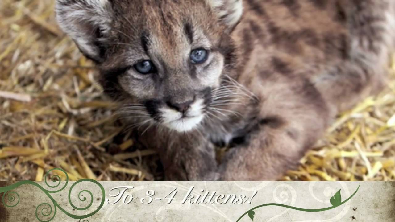 The Eastern Cougar