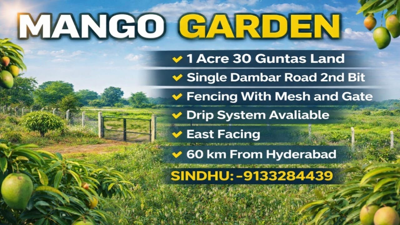 Sindhu:9133284439||Mango Garden BT Road 2nd BIT sale||1.30 Acres #farming #agriculture #mango #yt