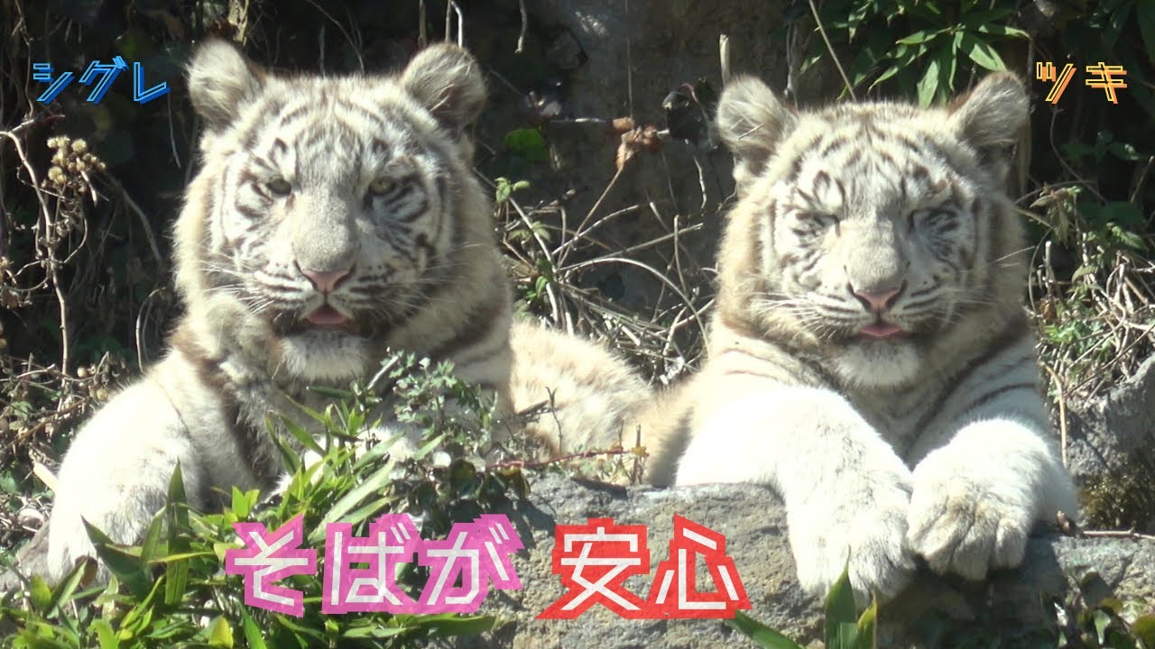 【そばが安心】伊豆アニマルキングダム　ホワイトタイガー「ツキ」「シグレ」「シロップ」